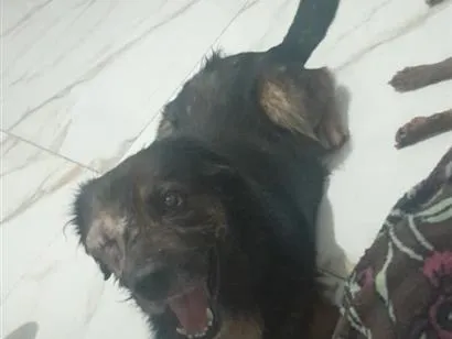 Cachorro raça SRD-ViraLata idade 6 ou mais anos nome Nego