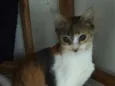 Jasmine