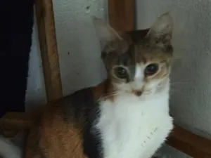 Gato raça SRD-ViraLata idade 7 a 11 meses nome Jasmine
