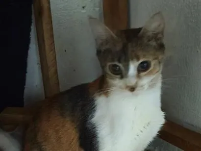 Gato raça SRD-ViraLata idade 7 a 11 meses nome Jasmine