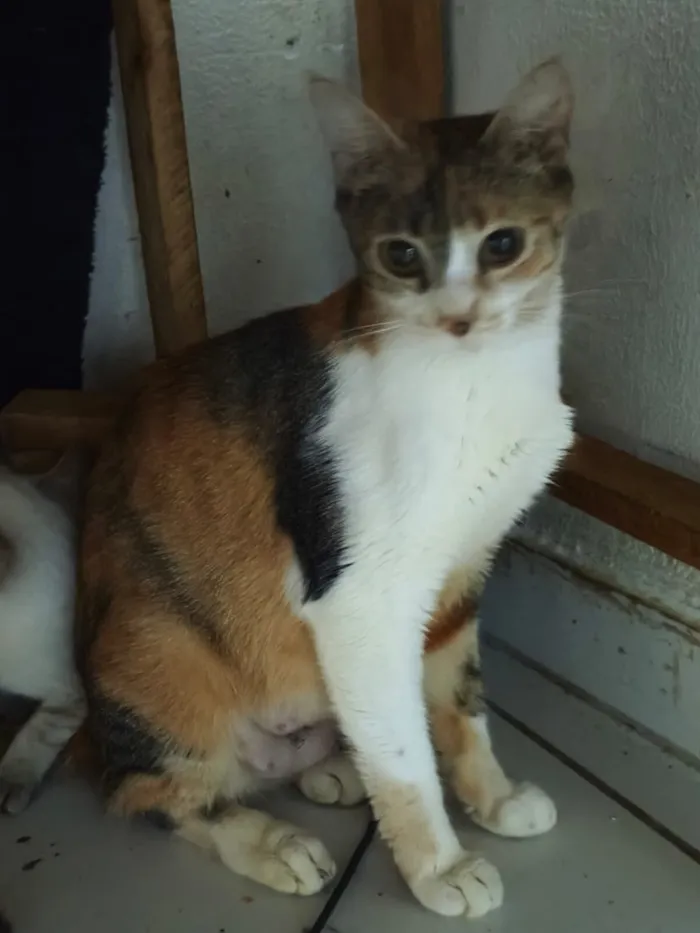 Gato raça SRD-ViraLata idade 7 a 11 meses nome Jasmine