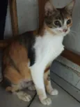 Jasmine