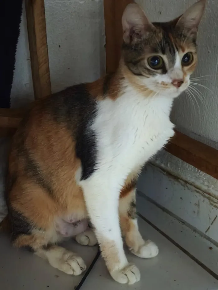 Gato raça SRD-ViraLata idade 7 a 11 meses nome Jasmine