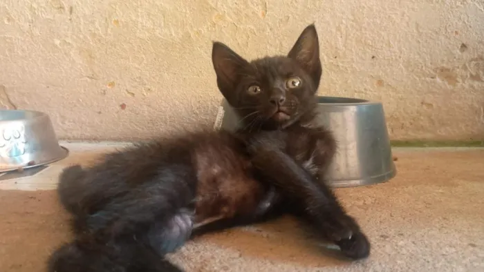 Gato raça Siamês idade 2 a 6 meses nome Não possuem nome