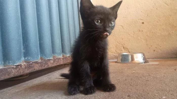 Gato raça Siamês idade 2 a 6 meses nome Não possuem nome