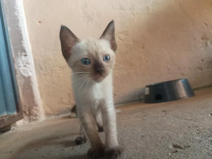 Gato raça Siamês idade 2 a 6 meses nome Não possuem nome