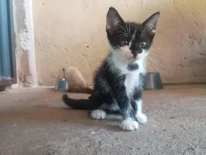 Gato raça Siamês idade 2 a 6 meses nome Não possuem nome