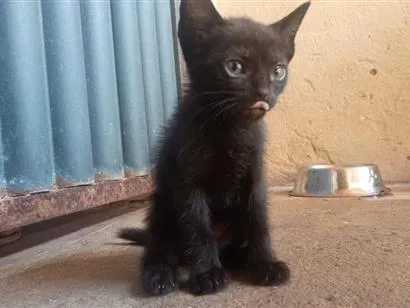 Gato raça Siamês idade 2 a 6 meses nome Não possuem nome