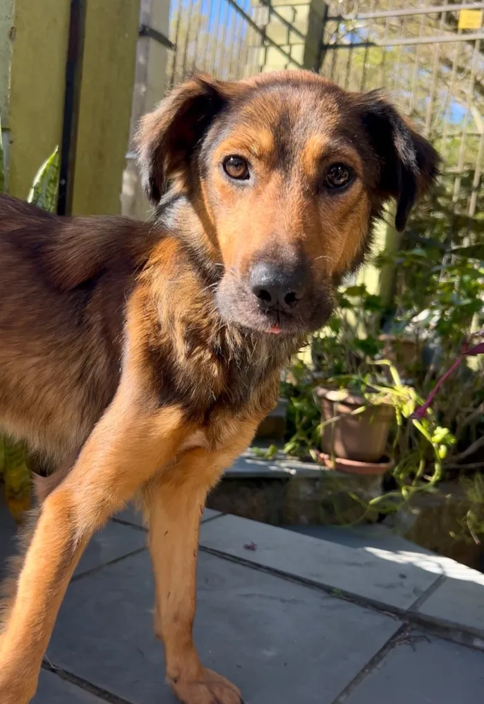 Cachorro raça SRD-ViraLata idade 1 ano nome Jude