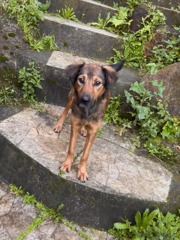 Cachorro raça SRD-ViraLata idade 1 ano nome Jude