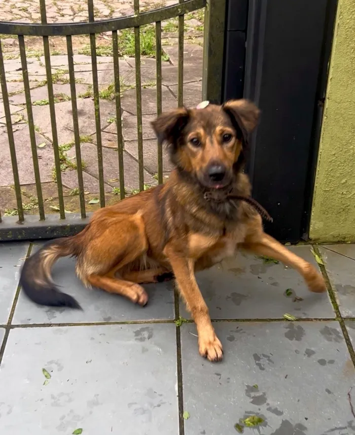 Cachorro raça SRD-ViraLata idade 1 ano nome Jude