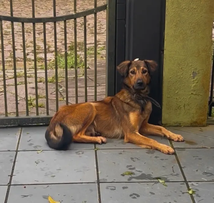 Cachorro raça SRD-ViraLata idade 1 ano nome Jude