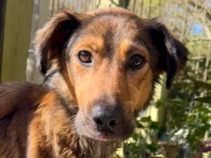 Cachorro raça SRD-ViraLata idade 1 ano nome Jude
