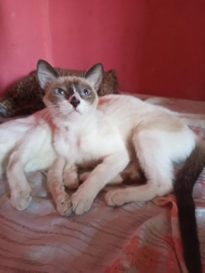 Gato raça Siamês idade 7 a 11 meses nome castanha 