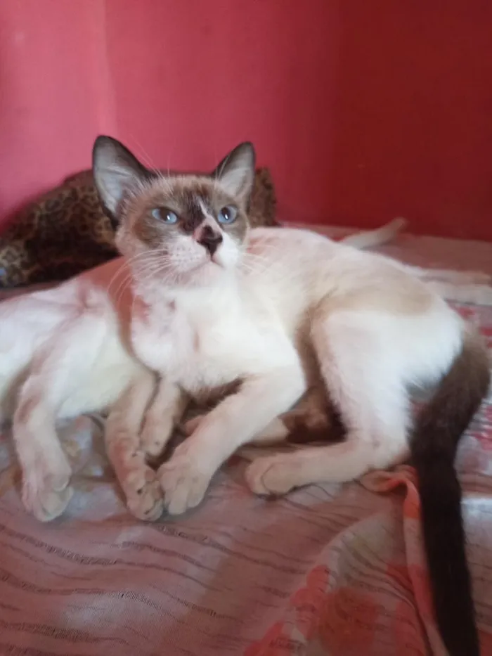 Gato raça Siamês idade 7 a 11 meses nome castanha 