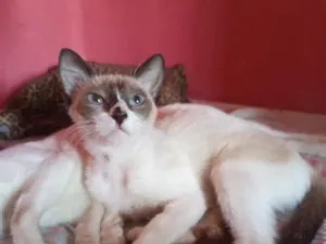 Gato raça Siamês idade 7 a 11 meses nome castanha 