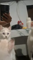 gatinha