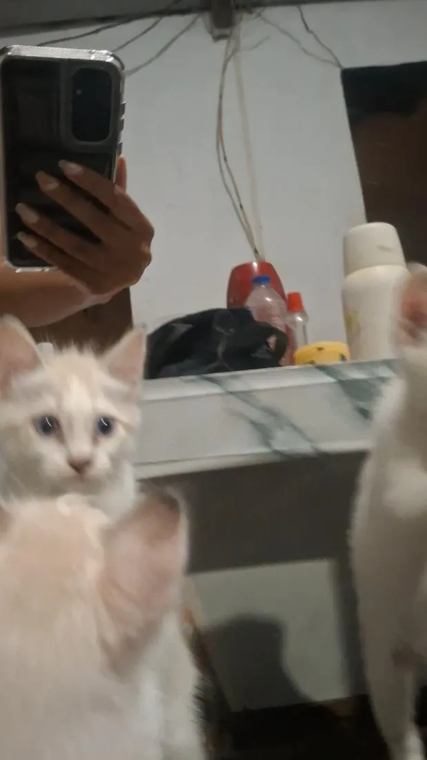 Gato raça SRD-ViraLata idade Abaixo de 2 meses nome gatinha