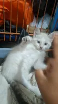 gatinha