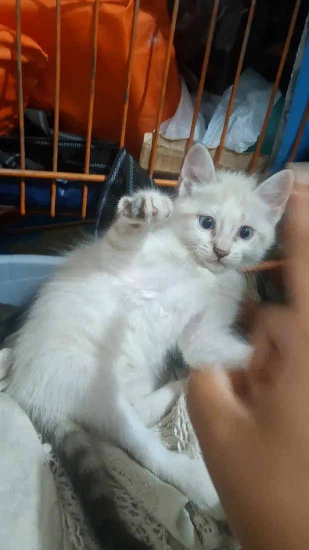 Gato raça SRD-ViraLata idade Abaixo de 2 meses nome gatinha