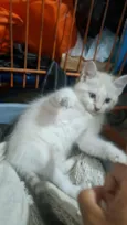 gatinha