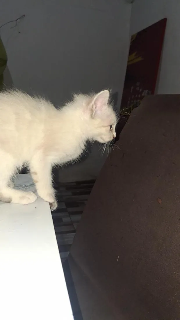 Gato raça SRD-ViraLata idade Abaixo de 2 meses nome gatinha