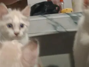 Gato raça SRD-ViraLata idade Abaixo de 2 meses nome gatinha