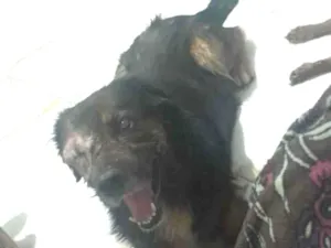 Cachorro raça SRD-ViraLata idade 6 ou mais anos nome Nego