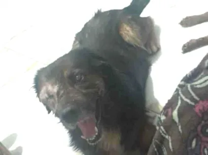 Cachorro raça SRD-ViraLata idade 6 ou mais anos nome Nego
