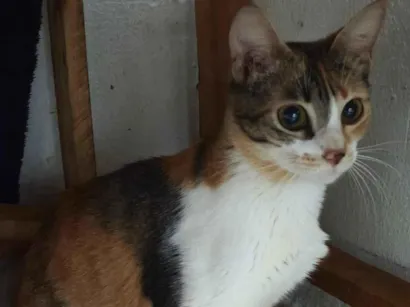 Gato raça SRD-ViraLata idade 7 a 11 meses nome Jasmine