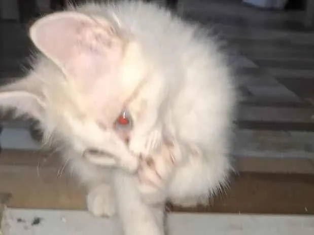 Gato raça SRD-ViraLata idade Abaixo de 2 meses nome gatinha