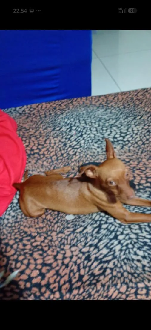 Cachorro raça Pinscher idade 1 ano nome Mel