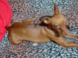 Cachorro raça Pinscher idade 1 ano nome Mel