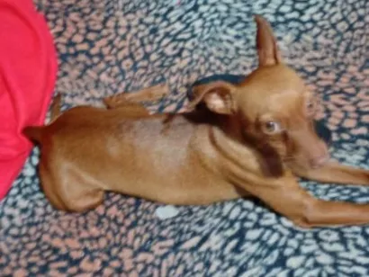 Cachorro raça Pinscher idade 1 ano nome Mel