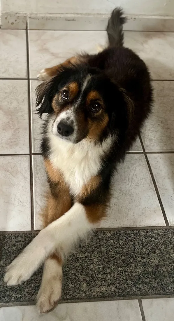 Cachorro raça SRD-ViraLata idade 3 anos nome Romeu