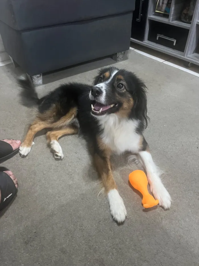 Cachorro raça SRD-ViraLata idade 3 anos nome Romeu