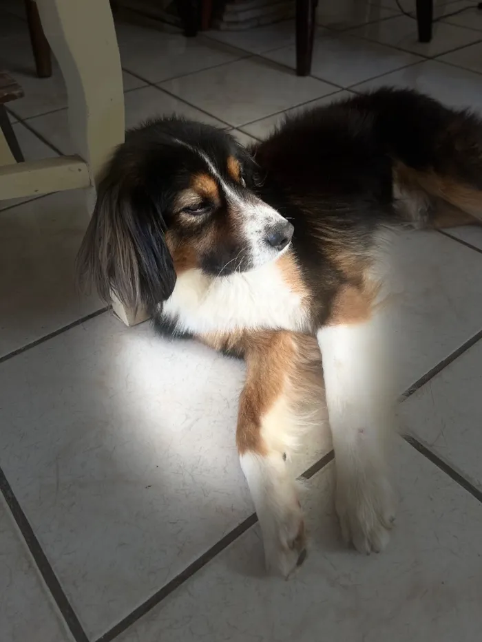 Cachorro raça SRD-ViraLata idade 3 anos nome Romeu