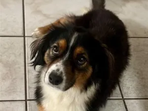 Cachorro raça SRD-ViraLata idade 3 anos nome Romeu
