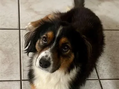 Cachorro raça SRD-ViraLata idade 3 anos nome Romeu