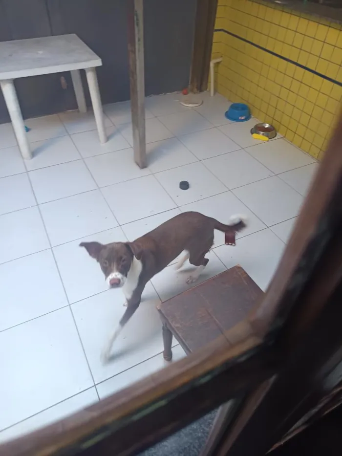 Cachorro raça SRD-ViraLata idade 7 a 11 meses nome Leo