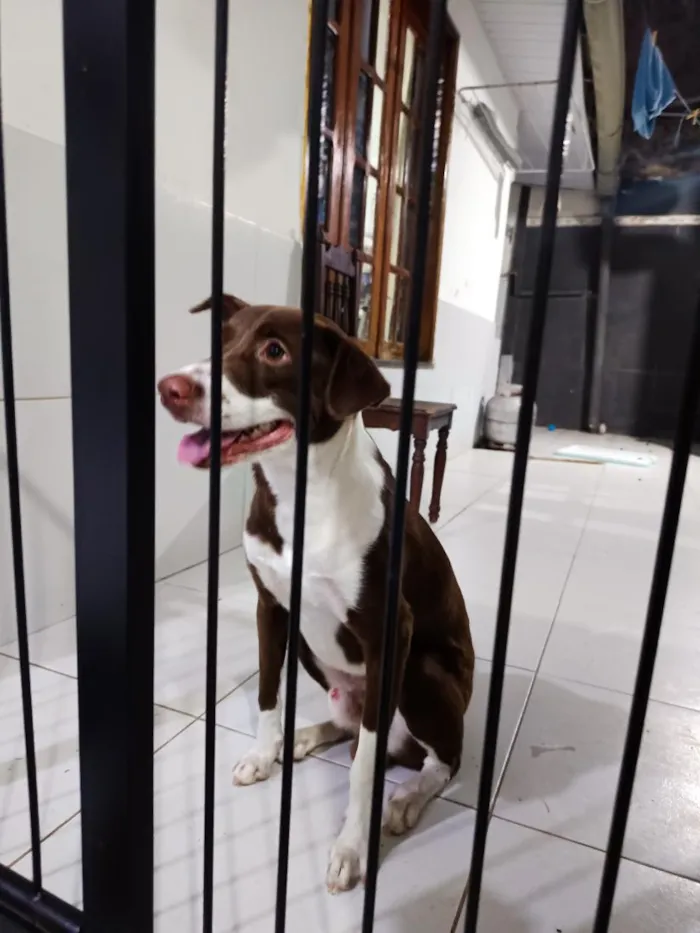 Cachorro raça SRD-ViraLata idade 7 a 11 meses nome Leo