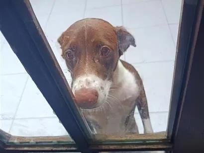 Cachorro raça SRD-ViraLata idade 7 a 11 meses nome Leo