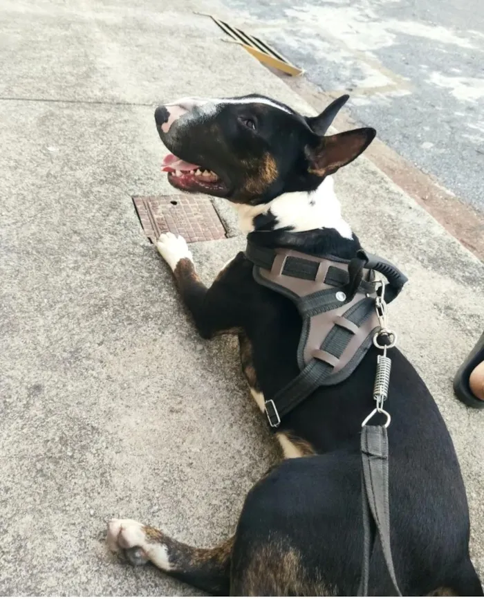 Cachorro raça Bull Terrier idade 4 anos nome Floc