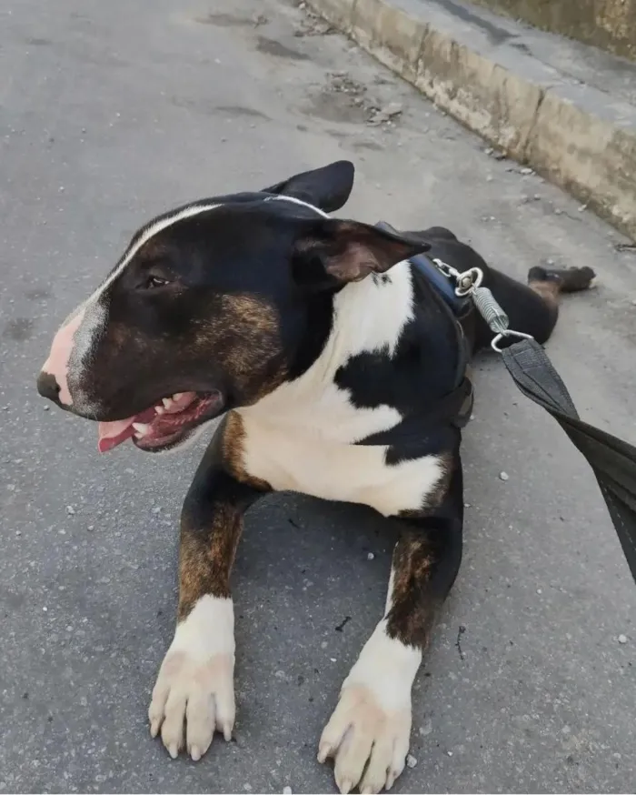 Cachorro raça Bull Terrier idade 4 anos nome Floc