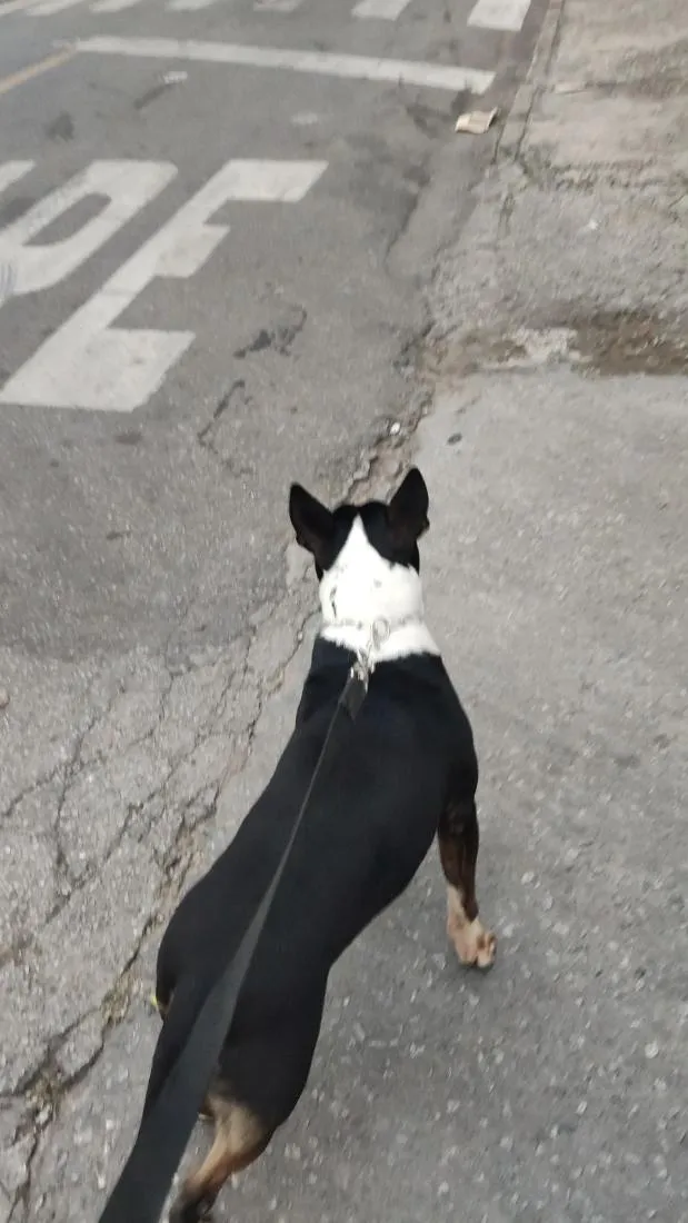 Cachorro raça Bull Terrier idade 4 anos nome Floc