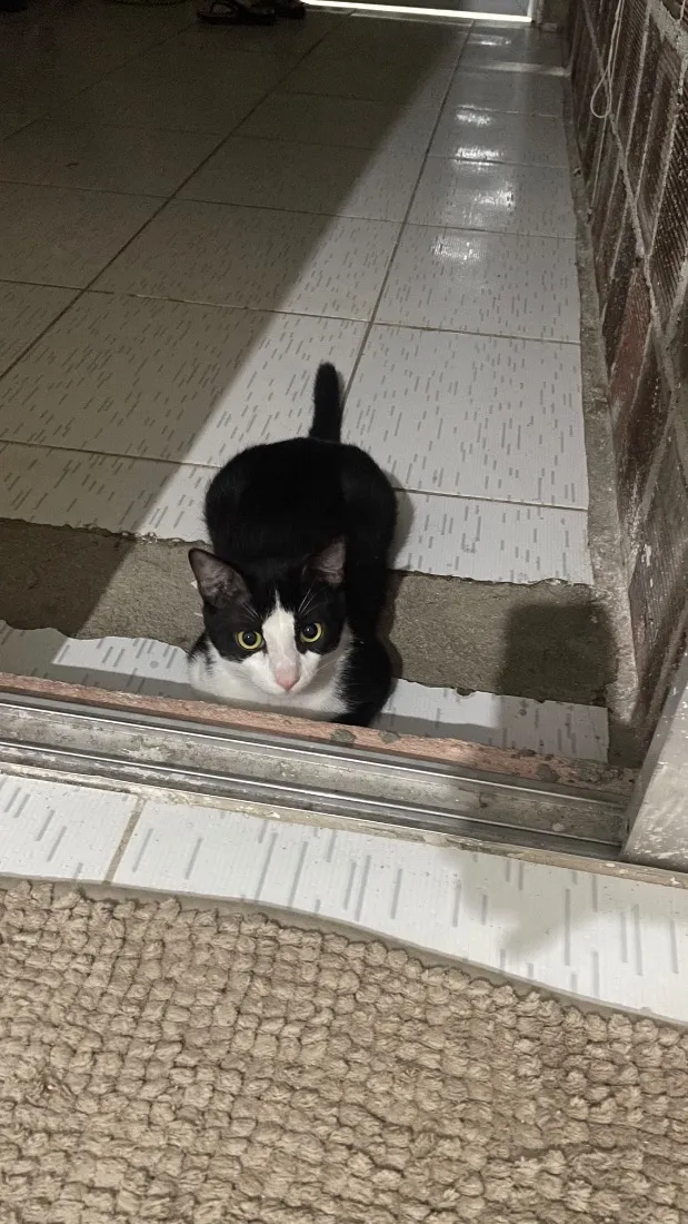 Gato raça SRD-ViraLata idade 1 ano nome Pis