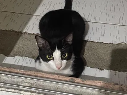 Gato raça SRD-ViraLata idade 1 ano nome Pis