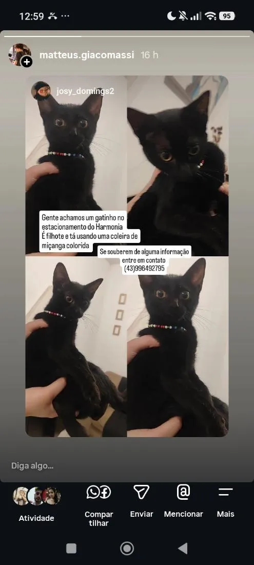Gato raça SRD-ViraLata idade 2 a 6 meses nome sem nome 