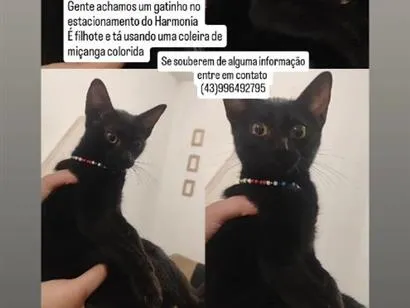 Gato raça SRD-ViraLata idade 2 a 6 meses nome sem nome 