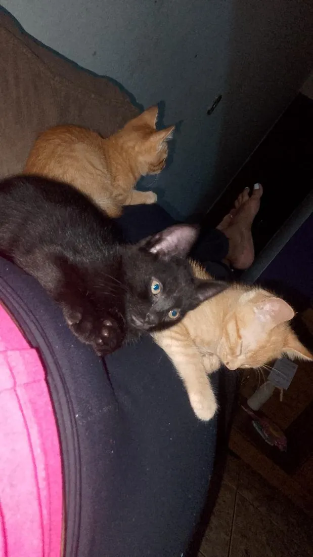 Gato raça SRD-ViraLata idade 2 a 6 meses nome sem nome 
